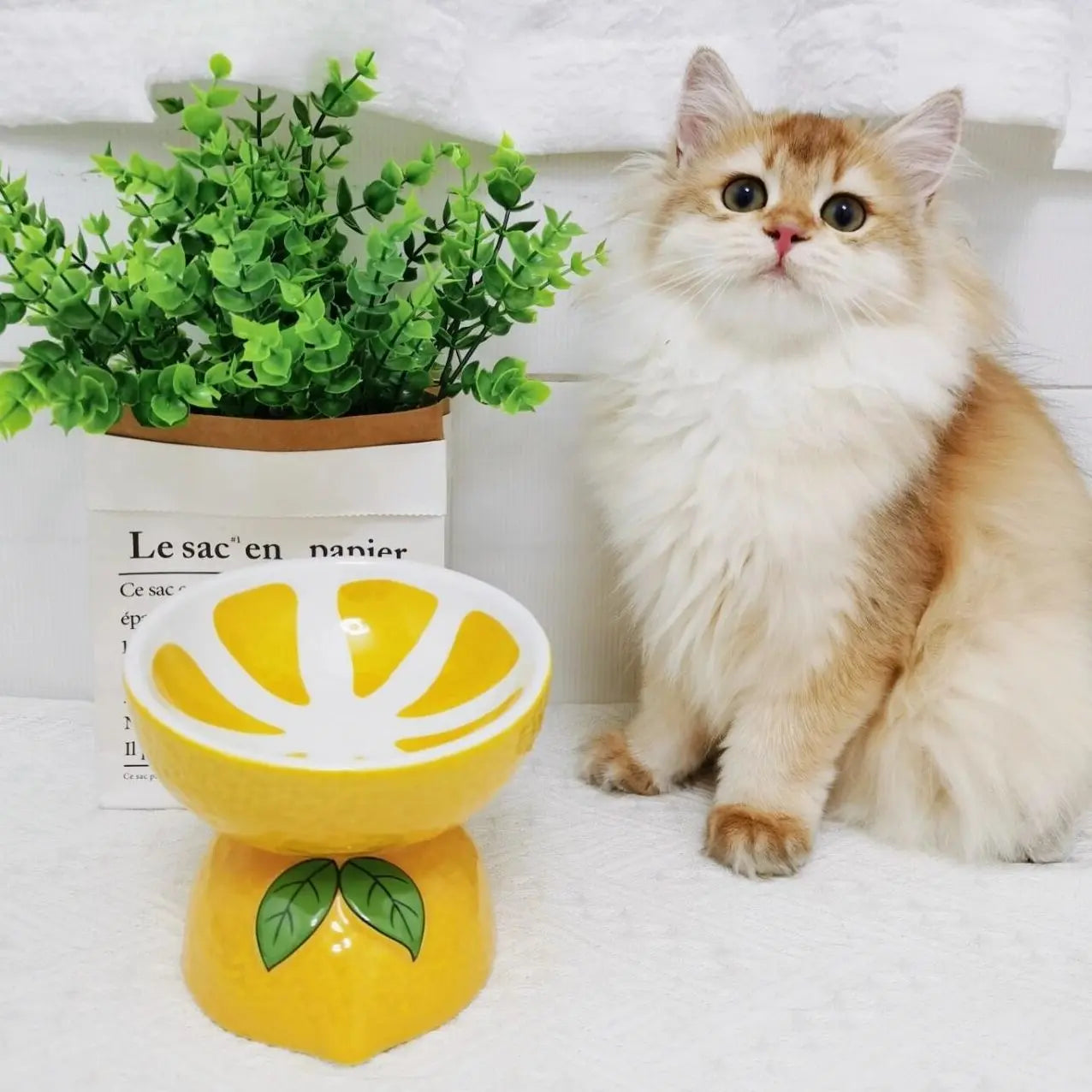Hamiledyi Ceramic Raised Cat Bowl Anti Vomiting Elevated Tilted Cat Food & Water Bowls 2PCS Pet Feeder Dish for Indoor Cats and Small Dogs(Lemons & Pitaya). Mewtie Boutique